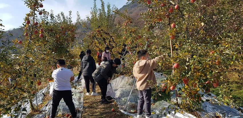 1.사과따기 체험 실시